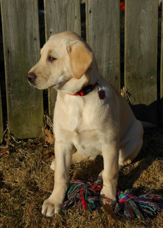 36Sunshine Fence.jpg